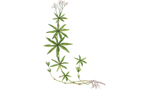 Подмаренник душистый (Galium odoratum)
