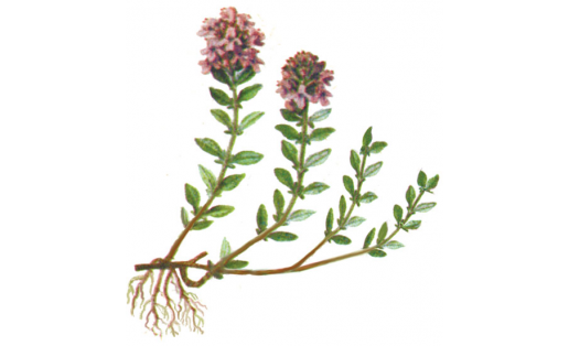 Тимьян клоповый (Thymus cimicinus)