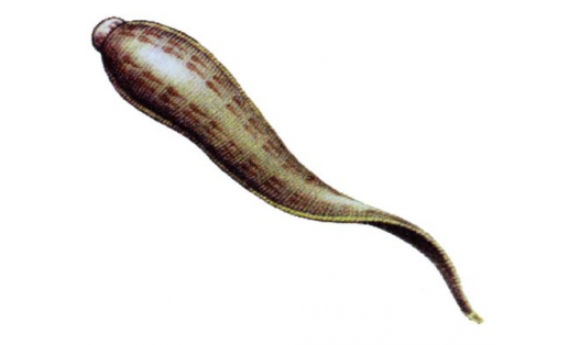 Пиявка медицинская (Hirudo medicinalis)