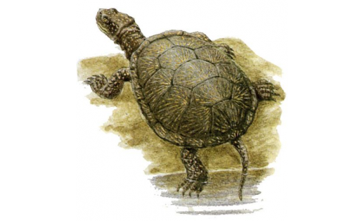 Һаҙ гөбөргәйеле (Emys orbicularis)