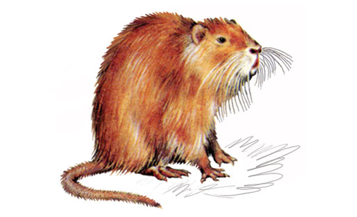 Нутрия (Myocastor coypus)