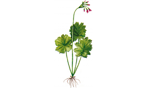 Маттиоли кортузаһы (Cortusa matthioli)