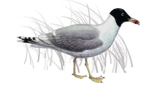 Хохотун черноголовый  (Larus ichthyaetus)