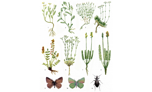 Эндемики: 1 — астрагал Карелина (Astragalus karelinianus); 2 — астрагал Клера (Astragalus clerceanus); 3 — гвоздика уральская (Dianthus uralensis); 4 — качим уральский (Gypsophila uralensis); 5 — копеечник серебристолистный (Hedysarum argyrohyllum); 6 — минуарция Краше‑ нинникова (Minuartia krascheninnikovii); 7 — остролодочник Ипполита (Oxytropis hippolyti); 8 — остролодочник сближенный (Oxytropis apporoximata); 9 — голубянка Бутлерова (Callohprys butlerovi), самец; 9а — то же, нижняя сторона тела; 10 — жужелица Карпинского (Carabus karpinskii) Endemics: 1 – Astragalus karelinianus; 2 – Astragalus clerceanus; 3 – Ural carnation (Dianthus uralensis); 4 – Gypsophila uralensis; 5 – Hedysarum argyrohyllum; 6 – Krasheninnikov’s Minuartia (Minuartia krascheninnikovii); 7 – hippolytus octolith (Oxytropis hippolyti); 8 – Oxytropis apporoximata; 9 – Butlerov’s pigeon (Callohprys butlerovi), male; 9a – the same, lower side of the body; 10 – Karpinski ground beetle (Carabus karpinskii)