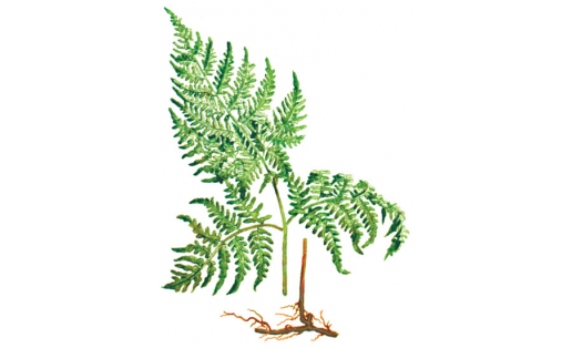 Ябай ҡаҙаяҡ (Pteridium aquilinum)