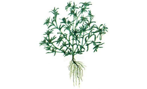 Сушеница русская (Filaginella rossica)