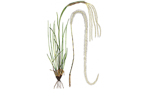 Ковыль опушённолистный (Stipa dasyphylla)