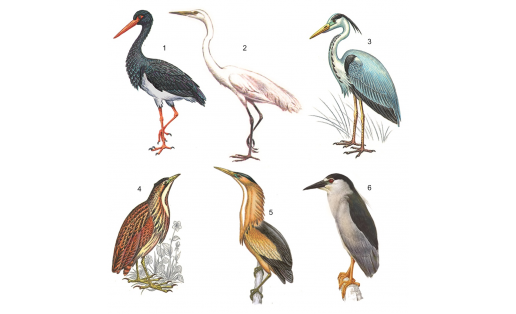 Аистообразные: 1 — аист чёрный (Ciconia nigra); 2 — большая белая цапля (Ardea alba); 3 — цапля серая (Ardea cinerea); 4 — выпь большая (Botaurus stellaris); 5 — выпь малая (Ixobrychus minutus); 6 — кваква (Nycticorax nycticorax)