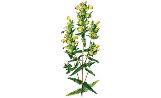 Погремок малый (Rhinanthus minor)