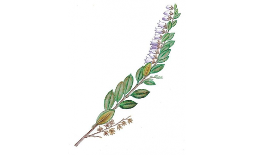 Ябай һаҙ мунсағы (Chamаedaphne calyculata)