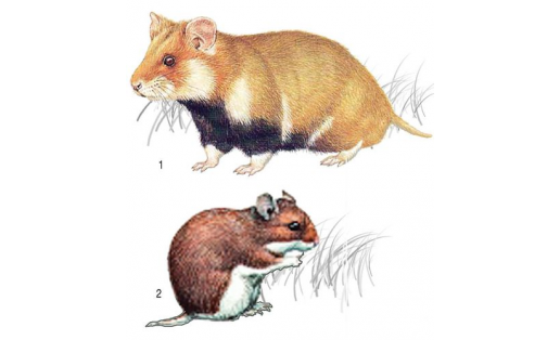 Ирләндәр: 1 — ябай ирлән (Cricetus cricetus); 2 — Эверсманн ирләне (Allocricetulus eversmanni)