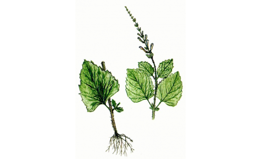 Шлемник высокий (Scutellaria altissima)