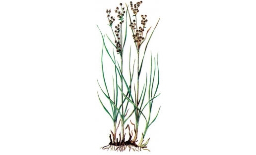 Ситник сплюснутый (Juncus compressus)
