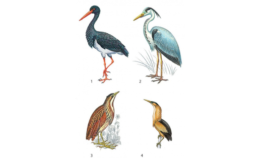 Аистообразные: 1 — аист чёрный (Ciconia nigra); 2 — цапля серая (Ardea cinerea); 3 — выпь большая (Botaurus stellaris); 4 — выпь малая (Ixobrychus minutus)