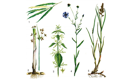 Сүсле үҫемлектәр: 1 — мурҙа талы (Salix viminalis); 2 — күл ҡамышы (Scirpus lacustris); 3 — ике өйлө кесерткән (Urtica dioica); 4 — сәсеү етене (Linum usitatissimum); 5 — ике рәтле күрән (Carex disticha)