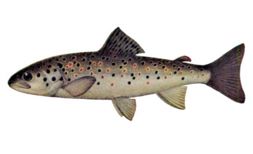 Форель ручьевая (Salmo trutta morpha fario)