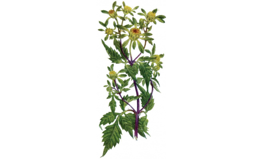 Череда трёхраздельная  (Bidens tripartita).