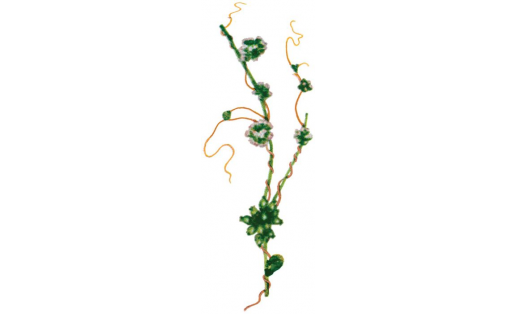 Европа ҡылйебәге (Cuscuta europaea)