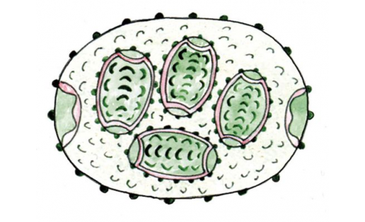 Сөйәлле ооцистис (Oocystis verrucosa)