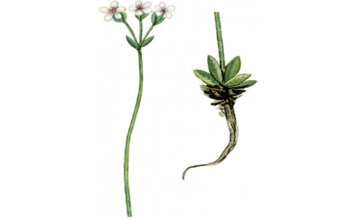 Леман таутишәре (Androsace lehmanniana)