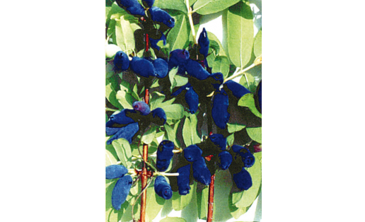 Жимолость обыкновенная (Lonicera xylosteum). Сорт Длинноплодная