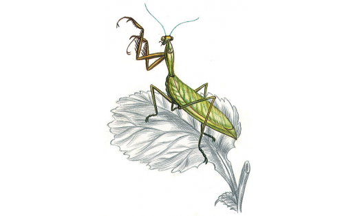 Богомол обыкновенный (Mantis religiosa)