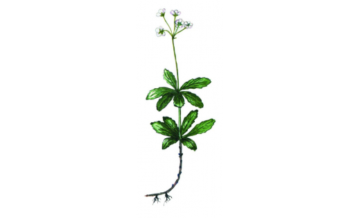 Сатырлы ҡышһөйәр (Chimaphila umbellata)