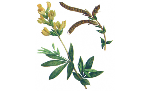 Термопсис Шишкина (Thermopsis schischkinii)