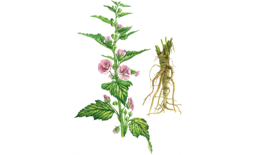 Шифалы алтей (Althaea officinalis): а — сәскә атыусы үрендеһе; б — тамыры