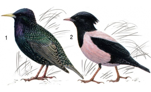 Сыйырсыҡтар: 1 — ябай сыйырсыҡ (Sturnus vulgaris), ата ҡош; 2 — ал сыйырсыҡ (Sturnus roseus)