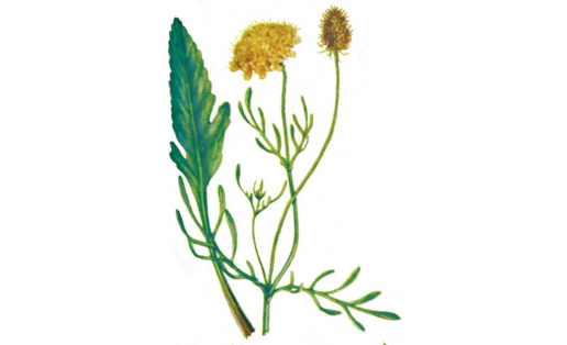 Асыҡ‑һары сипылдаҡ(Scabiosa ochroleuca)
