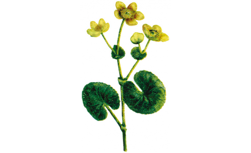 Һаҙ томбойоғо (Caltha palustris)