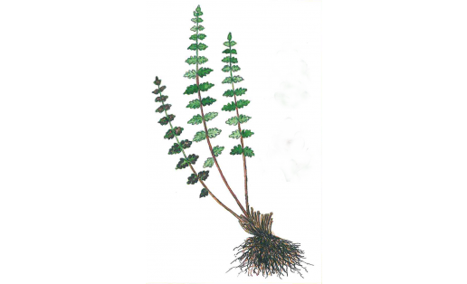 Вудсия альпийская (Woodsia alpina)