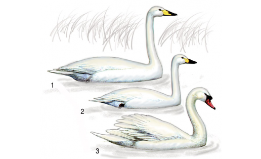 Аҡҡоштар: 1 — ҡаңғылдаҡ аҡҡош (Cygnus cygnus); 2 — бәләкәй аҡҡош (Cygnus bewickii); 3 — ышылдаҡ аҡҡош (Cygnus olor)