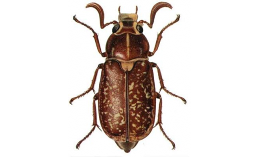 Мәрмәр ҡуңыҙ (Polyphylla fullo)