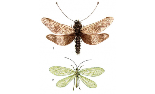 Сетчатокрылые: 1 — булавоуска пёстрая (Ascalaphus macaronius); 2 — златоглазка обыкновенная (Chrysopa carnea)