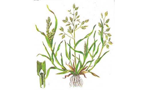 Мятлик однолетний (Poa annua)