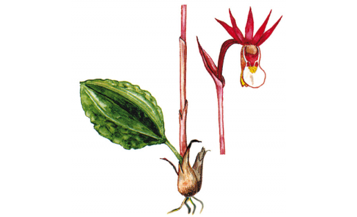 Һуғанбашлы калипсо (Calypso bulbosa)