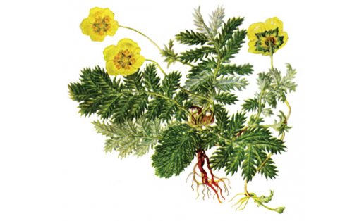Лапчатка гусиная (Potentilla anserina)