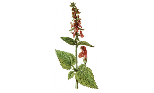 Чистец лесной  (Stachys sylvatica)