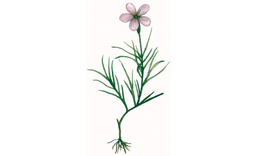 Флокс сибирский (Phlox sibirica)