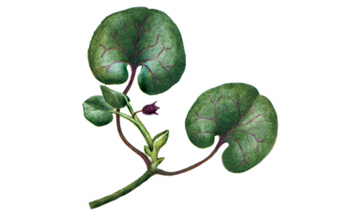 Европа тайтояғы (Asarum europaeum)