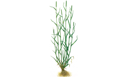 Тимофеевка луговая (Phleum pratense)