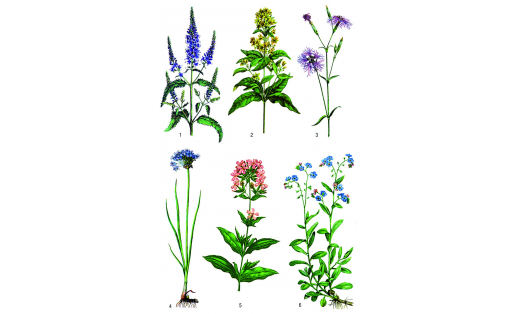 Декоратив үҫемлектәр: 1 – туғай юшаны (Veronica longifolia); 2 —талдут (Lysimachia vulgaris); 3 – ҡупшы ҡәнәфер (Dianthus superbus); 4 – күл йыуаһы (Allium angulosum); 5 – шифалы һабын үләне (Saponaria officinalis); 6 – һаҙлыҡ күгәрсен күҙе (Myosotis palustris)