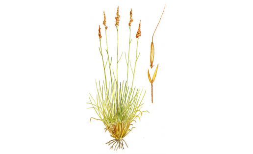Ялтыр сый (Achnatherum splendens)