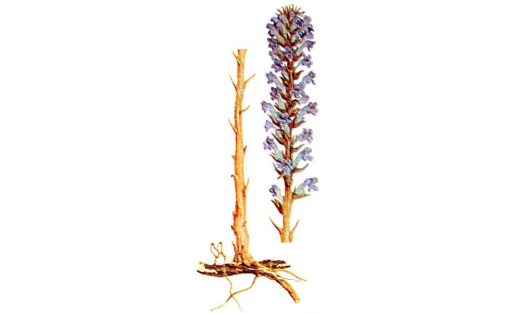 Заразиха подсолнечниковая (Orobanche cumana)