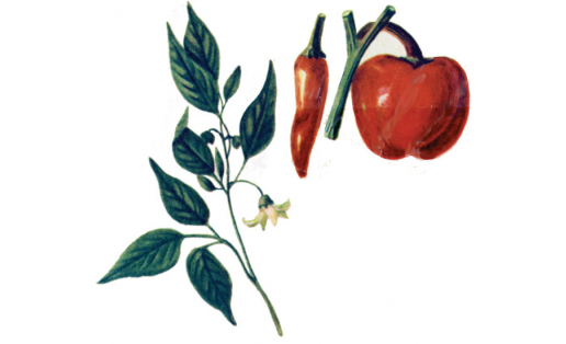 Мексика боросо (Capsicum annuum)