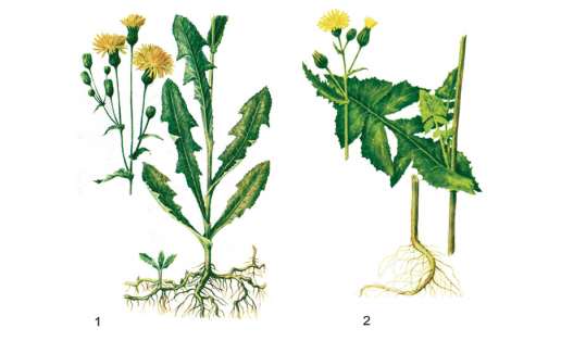 Билсәндәр: 1 — ялан һары билсәне (Sonchus arvensis); 2 — баҡса һары билсәне (Sonchus oleraceus)