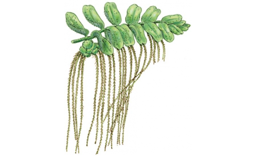 Сальвиния плавающая (Salvinia natans)