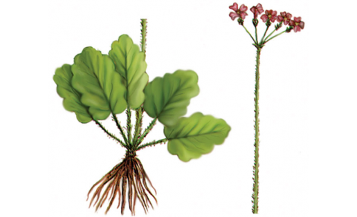 Картуз һымаҡ кәзә һаҡалы (Primula cortusoides)